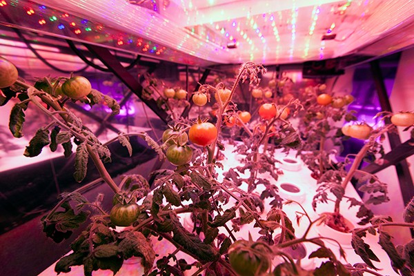 植物照明前景看好，科技巨頭們跨行“種菜”